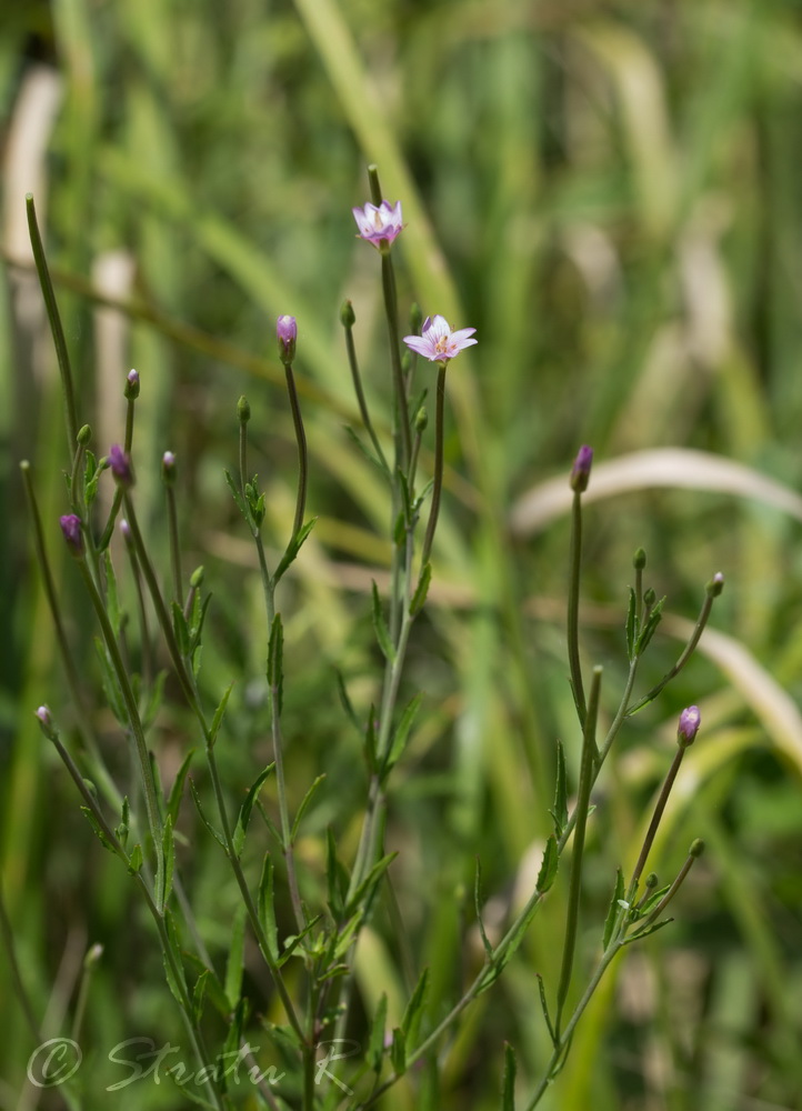 Изображение особи Epilobium tetragonum.