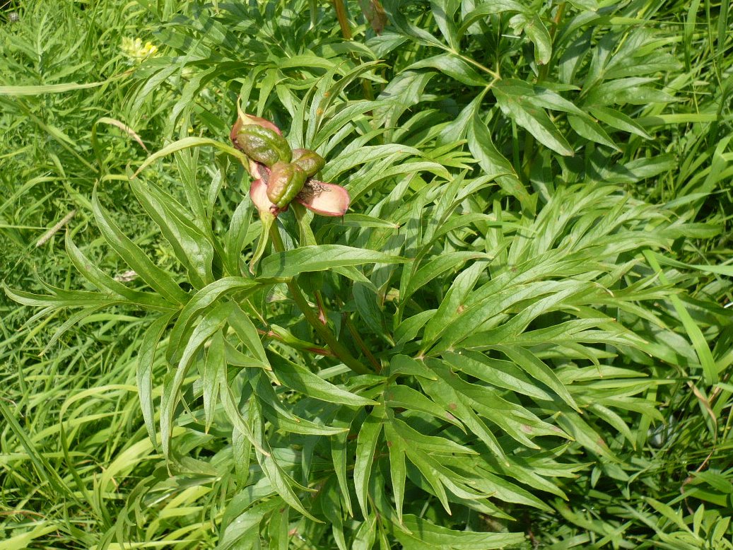 Image of Paeonia anomala specimen.
