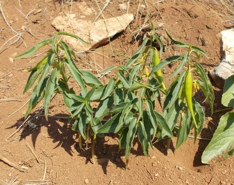 Image of Vincetoxicum mugodsharicum specimen.