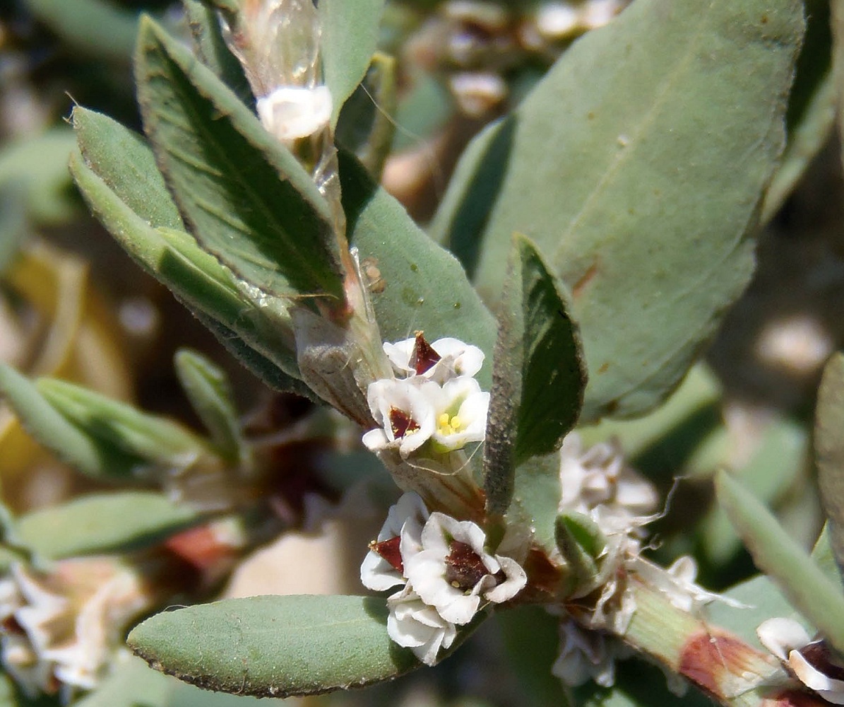 Изображение особи Polygonum maritimum.