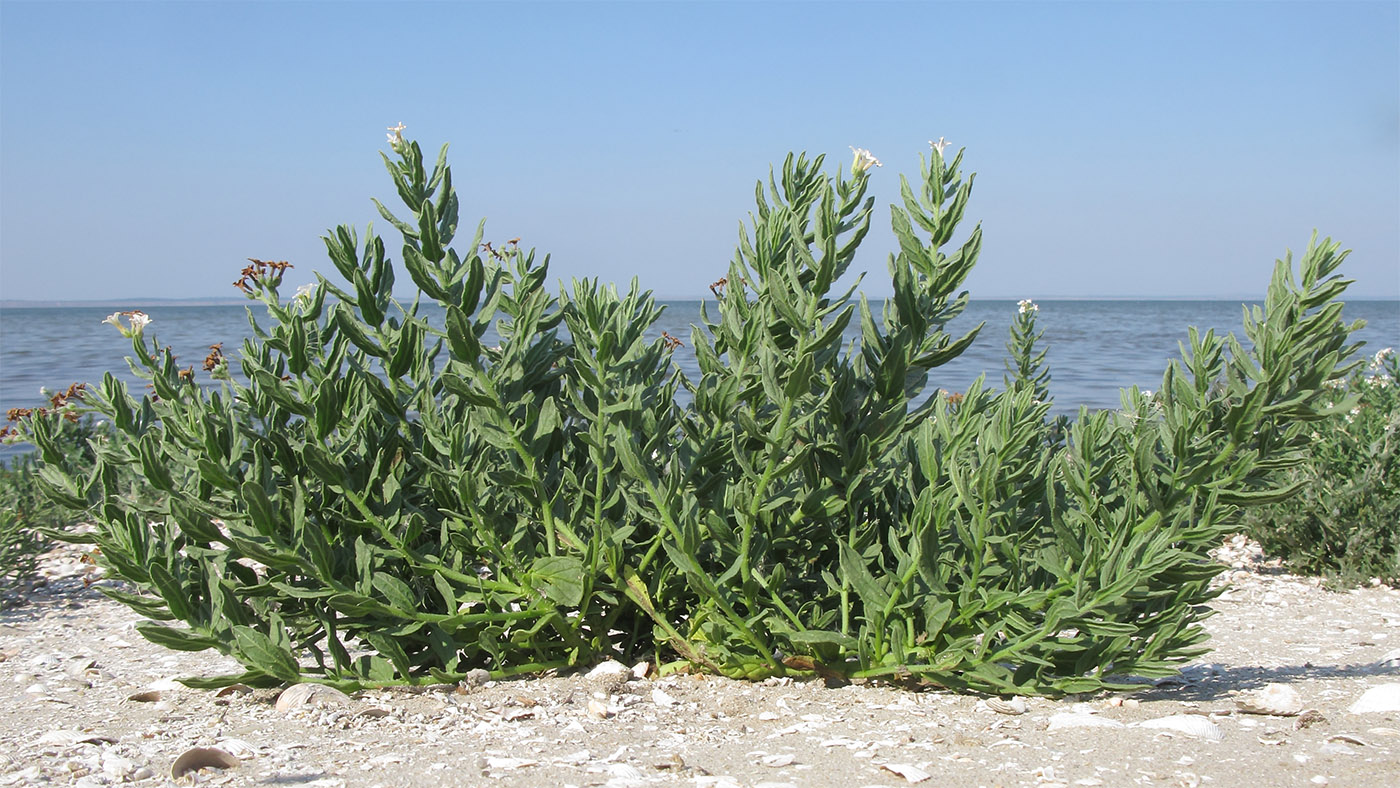 Изображение особи Argusia sibirica.