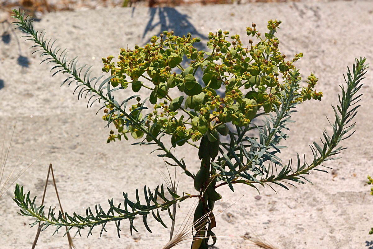 Изображение особи Euphorbia seguieriana.