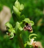 Ophrys umbilicata