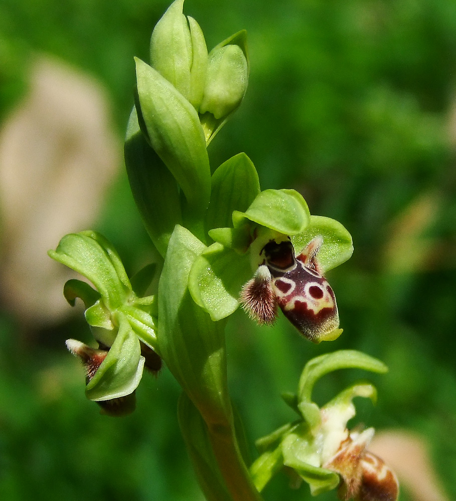 Image of Ophrys umbilicata specimen.