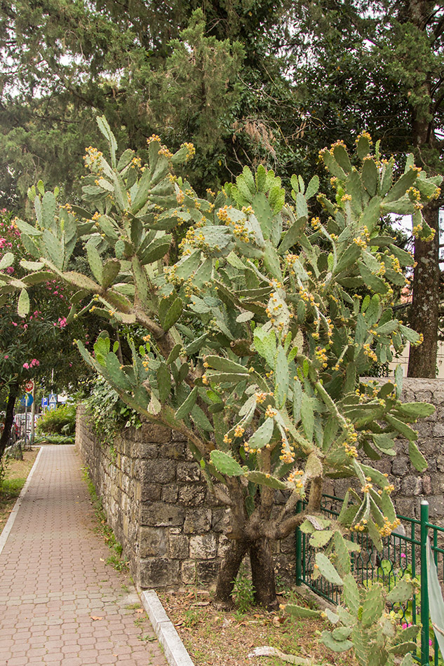 Изображение особи род Opuntia.