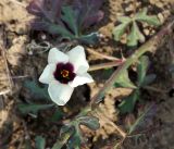 Hibiscus trionum. Часть цветущего растения. Амурская обл., в 30 км севернее г. Благовещенск, на вспаханном поле. 22.09.2014.