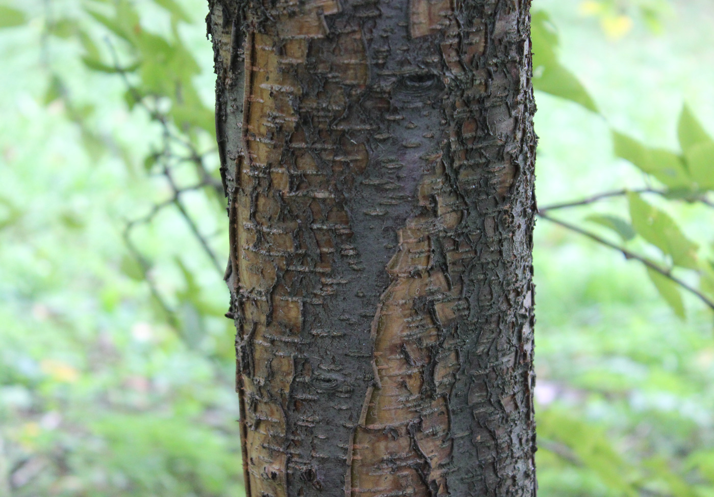 Image of Betula lenta specimen.