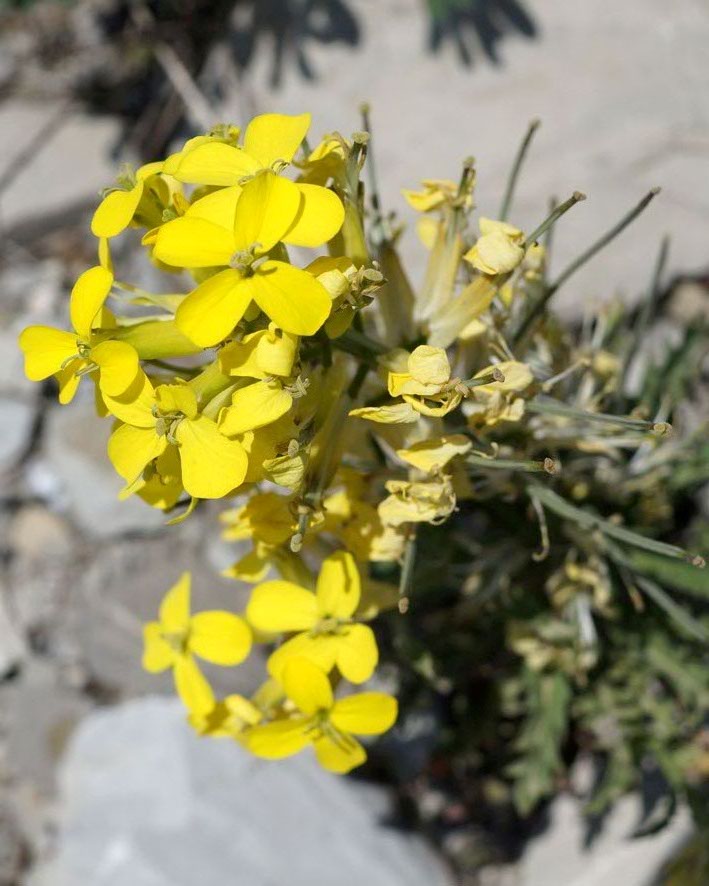 Image of Erysimum callicarpum specimen.