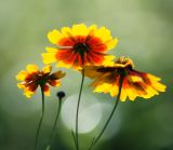 Coreopsis tinctoria. Верхушки побегов с соцветиями. Московская обл., Раменский р-н, окр. дер. Хрипань, садовый участок. 20.08.2014.