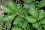 Potentilla dombeyi. Листья. Германия, г. Крефельд, Ботанический сад. 06.09.2014.