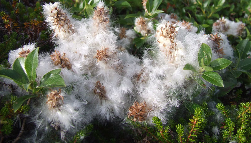 Изображение особи Salix myrsinites.