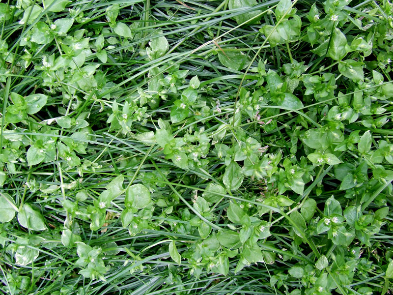 Image of Stellaria media specimen.