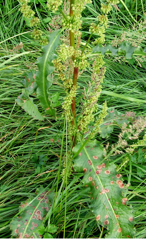 Image of Rumex longifolius specimen.