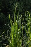 Glyceria maxima