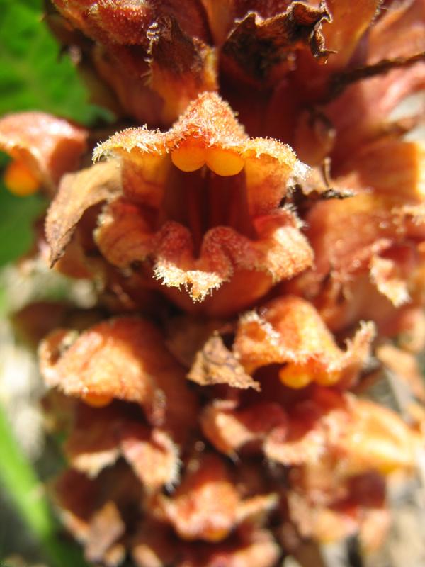 Image of Orobanche colorata specimen.