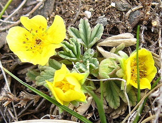 Изображение особи Potentilla acaulis.