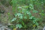 Alcea rugosa