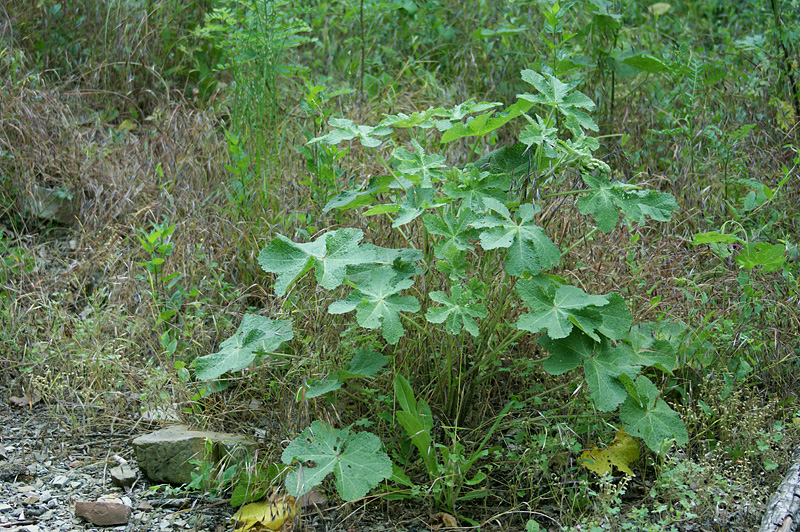 Image of Alcea rugosa specimen.