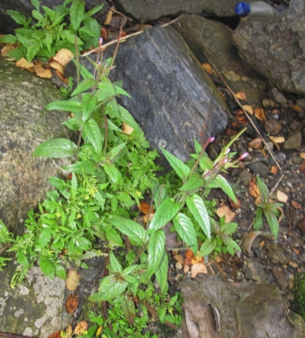 Image of Epilobium adenocaulon specimen.