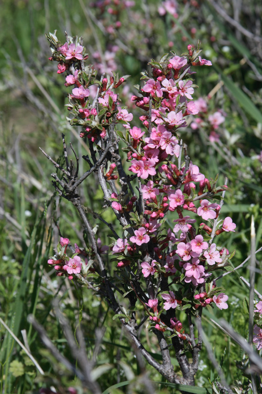 Image of Cerasus erythrocarpa specimen.