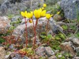 Saxifraga flagellaris