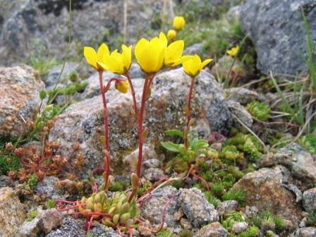 Image of Saxifraga flagellaris specimen.