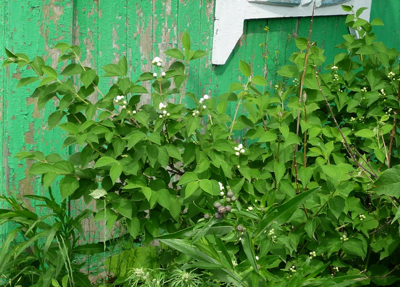 Image of genus Philadelphus specimen.