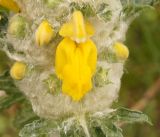 Phlomoides speciosa