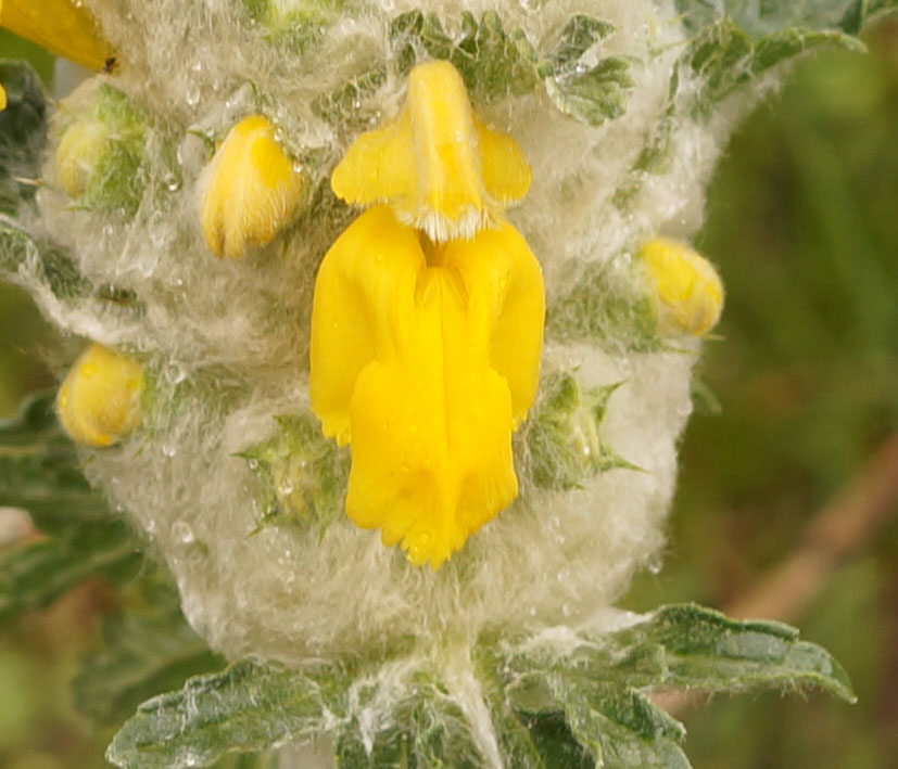 Изображение особи Phlomoides speciosa.