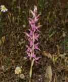 Anacamptis sancta