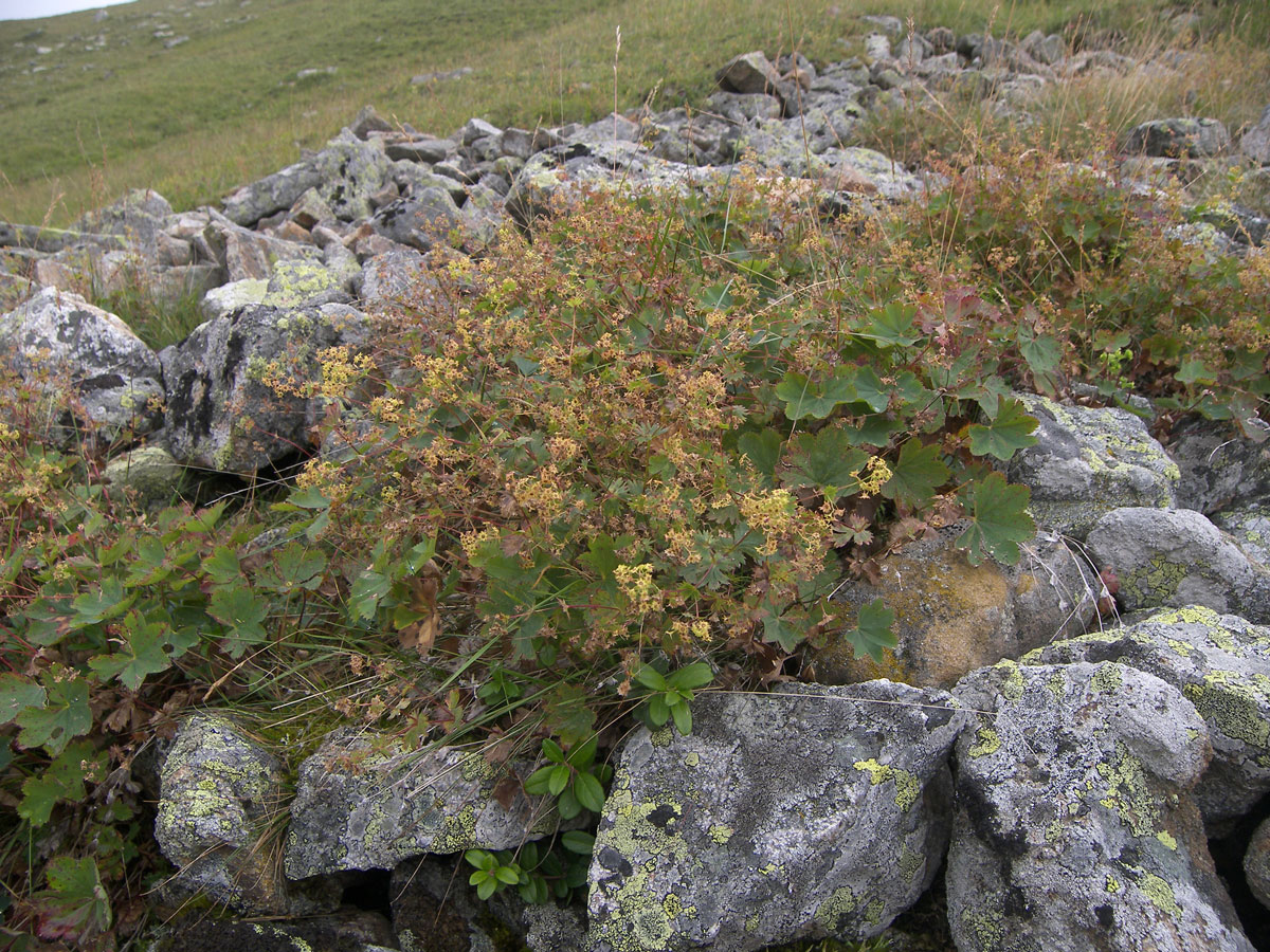 Изображение особи Alchemilla stellulata.