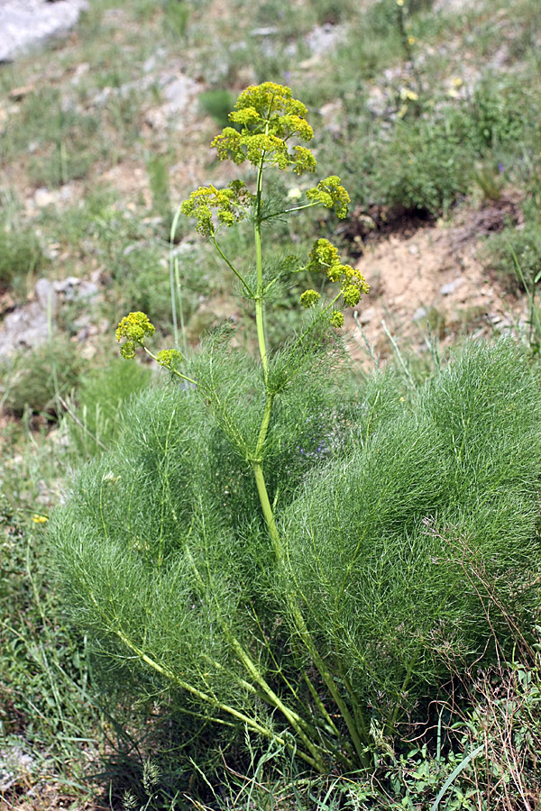 Image of Prangos pabularia specimen.