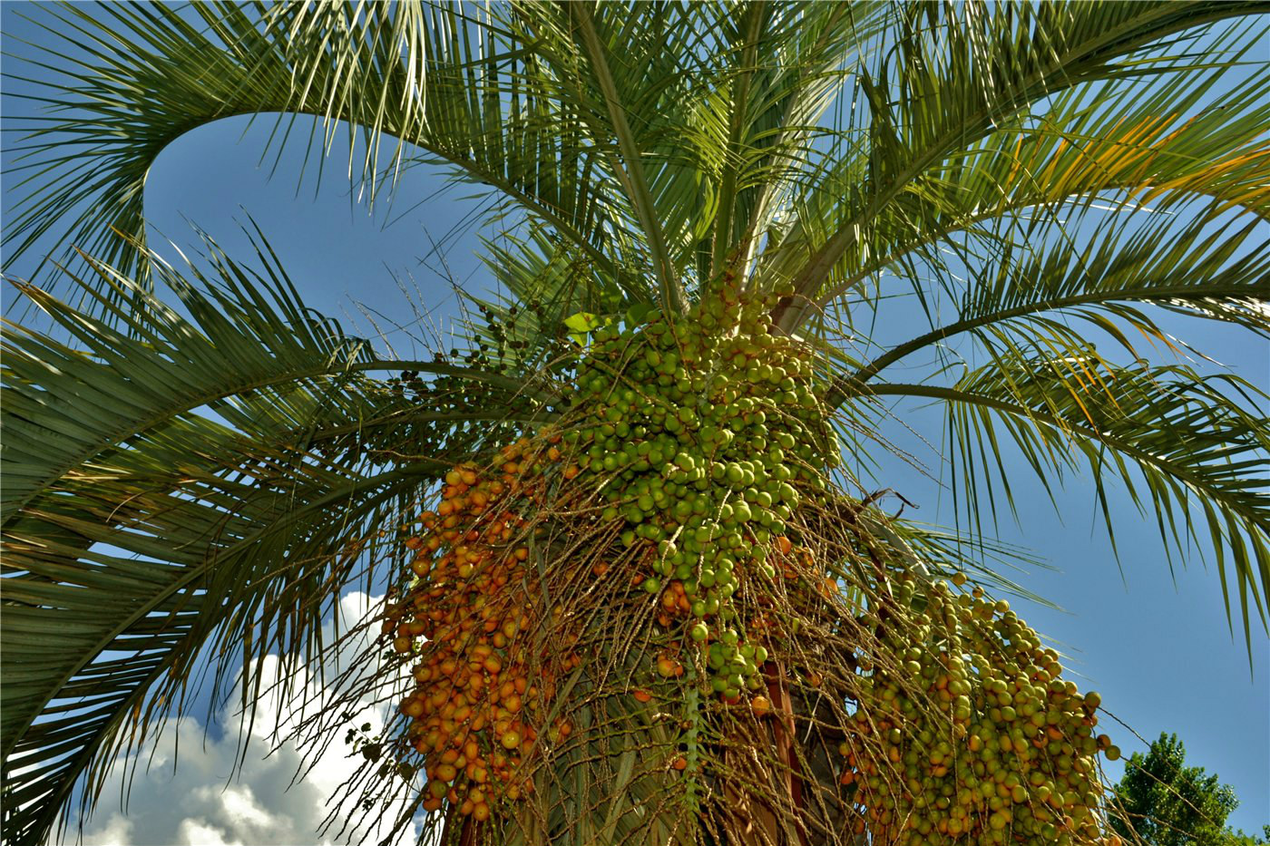 Image of Butia capitata specimen.