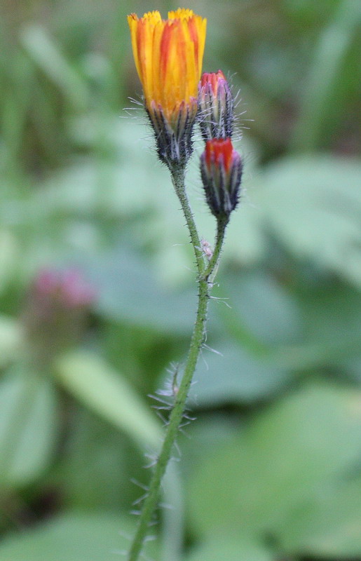Image of genus Pilosella specimen.