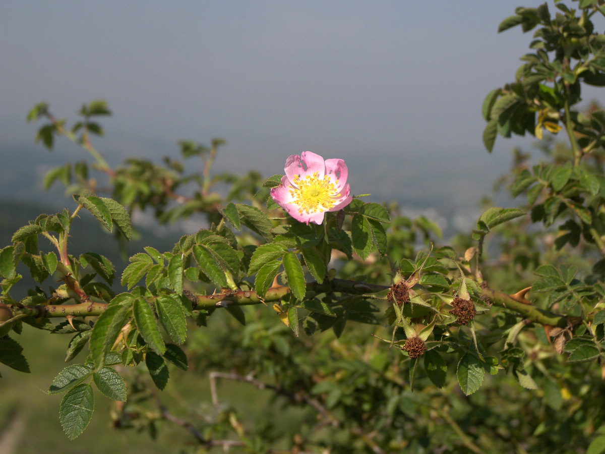 Image of Rosa rubiginosa specimen.