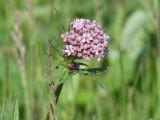 Valeriana alternifolia. Расцветающее соцветие. Иркутская обл., Иркутский р-н, окр. пос. Боково. 05.06.2014.