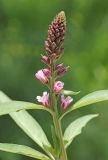 Lysimachia dubia