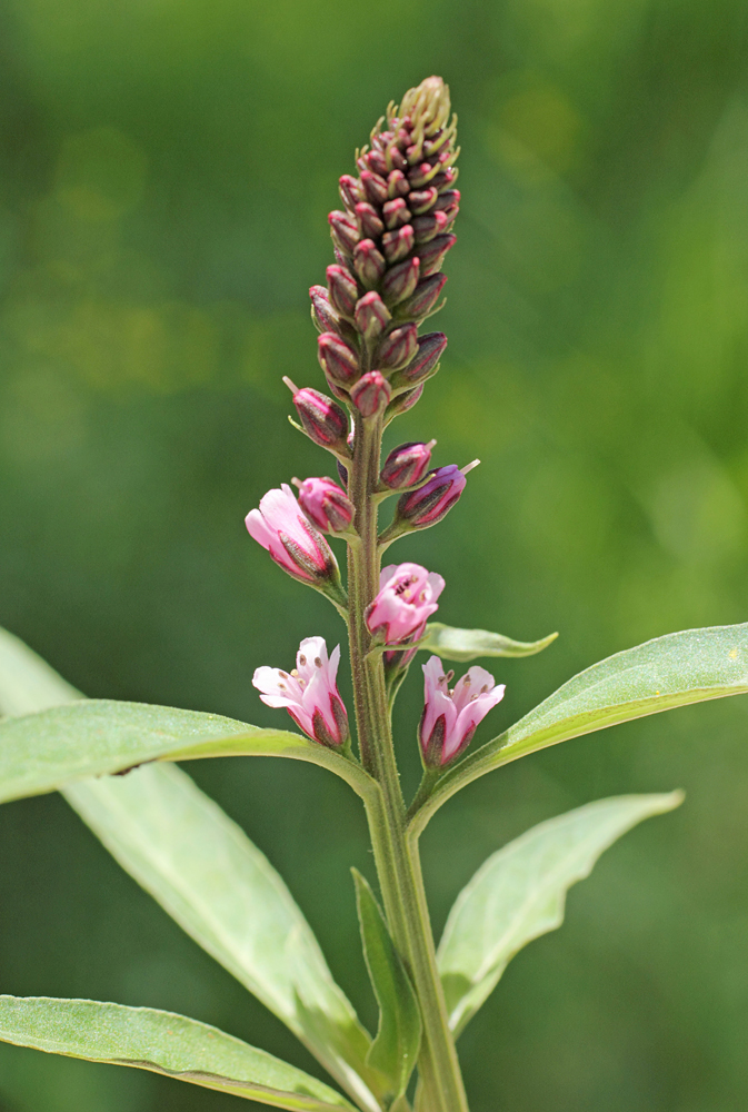 Image of Lysimachia dubia specimen.