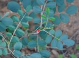 Indigofera coerulea