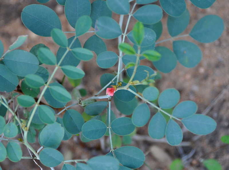 Изображение особи Indigofera coerulea.