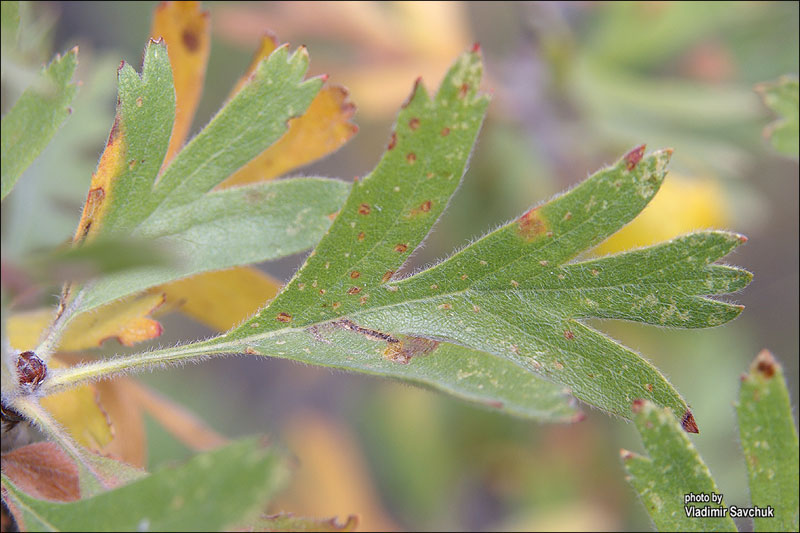 Image of Crataegus pojarkovae specimen.