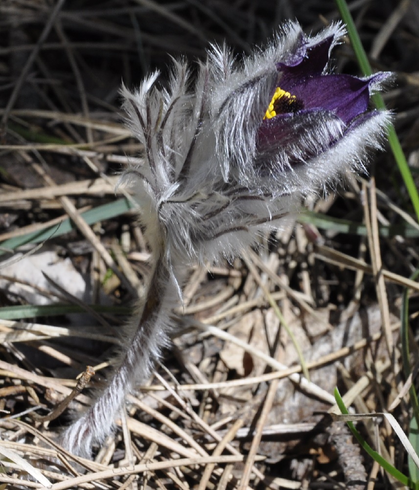 Изображение особи Pulsatilla halleri ssp. rhodopaea.