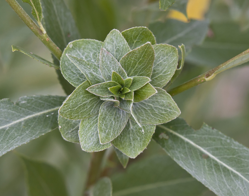 Изображение особи Salix alba.