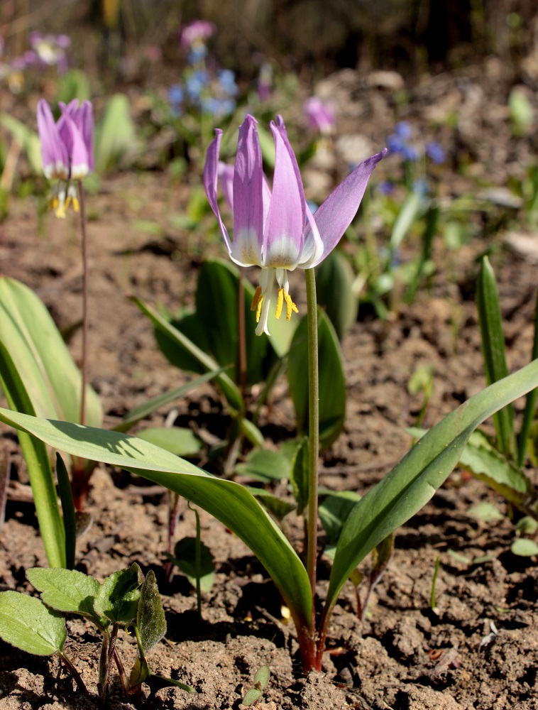 Изображение особи Erythronium sibiricum.