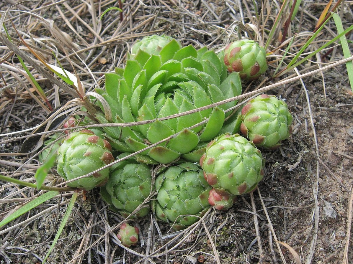 Изображение особи Jovibarba globifera.