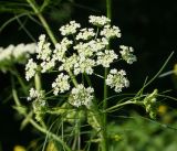 Chaerophyllum prescottii. Раскрывающееся соцветие. Восточный Казахстан, Глубоковский р-н, окр. с. Тарханка, берег речки. 16.06.2015.