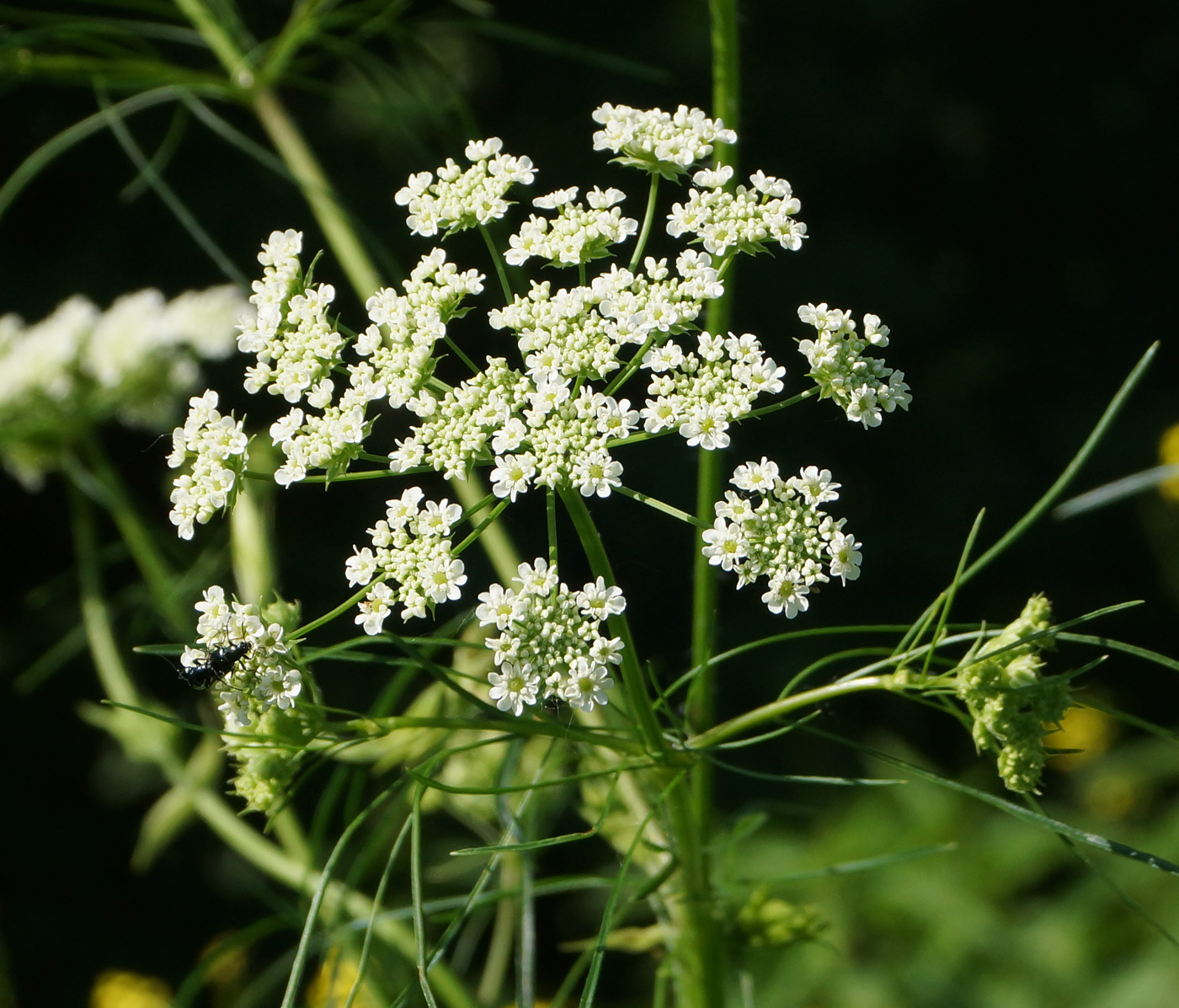 Изображение особи Chaerophyllum prescottii.