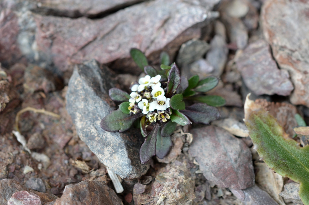 Image of Braya rosea specimen.