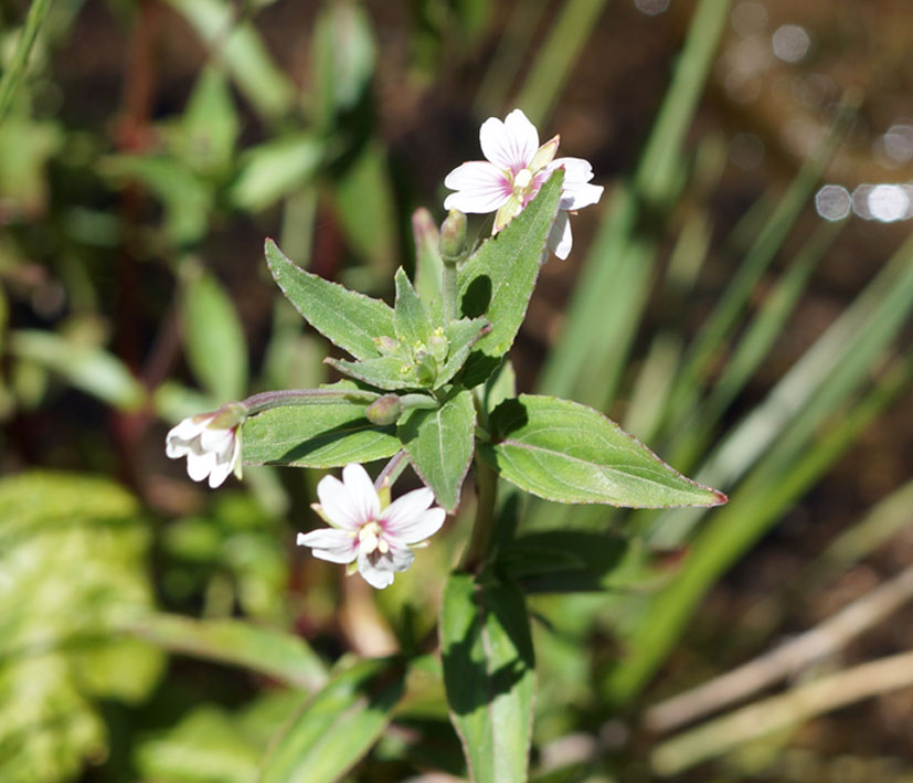 Image of Epilobium cylindricum specimen.