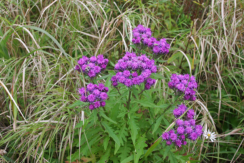 Изображение особи Saussurea pulchella.